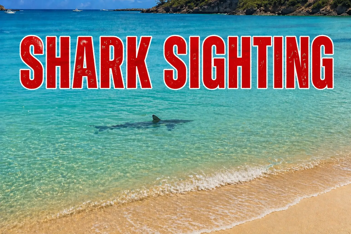 Shark Sighting Near Ffryes Beach Deemed Normal by Local Expert