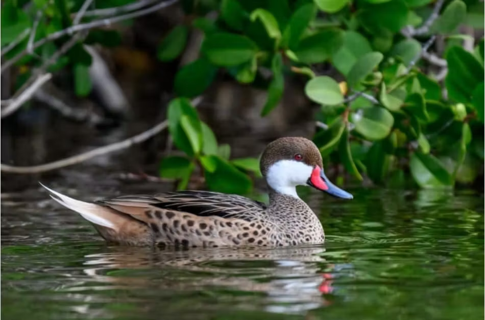 Youth Nature Rangers Build Conservation Skills Through Wetlands Birdwatching Programme