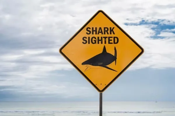 Shark Spotted Near Shore at Ffryes Beach, Swimmers Exit Water