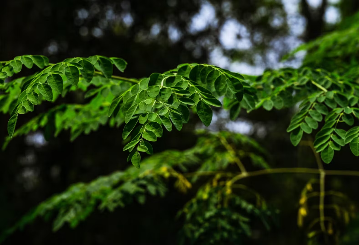 Moringa Seeds Remove Up to 98.5% of Microplastics from Drinking Water, Study Finds