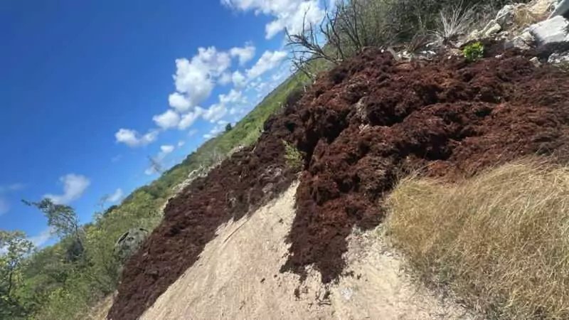 Parham Residents Demand Action Over Alleged Illegal Dumping in Crabbs Mangroves