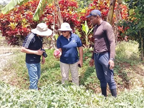 Antigua and Barbuda Expands Sweet Potato Research Under Caribbean Climate-Resilience Project