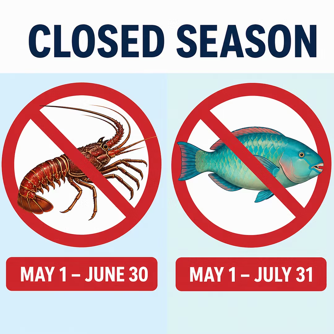 Closed Season for Lobster and Parrotfish Takes Effect May 1