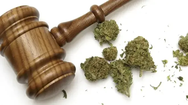 Man Charged Over $232,000 Cannabis Haul Granted Bail With Strict Conditions